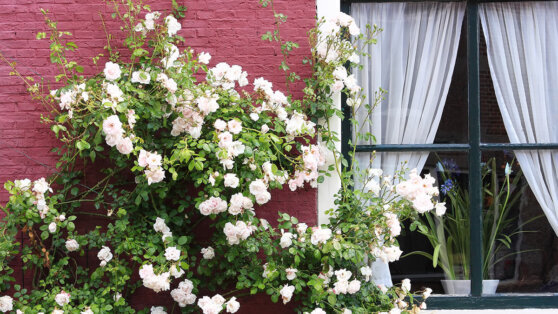    Агроном рассказал как правильно сажать плетистые розы Иван Обухов