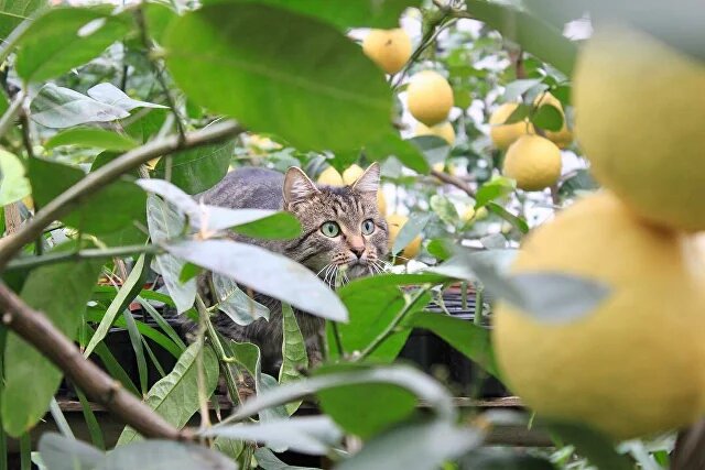 Фото с сайта лимонарий.рф