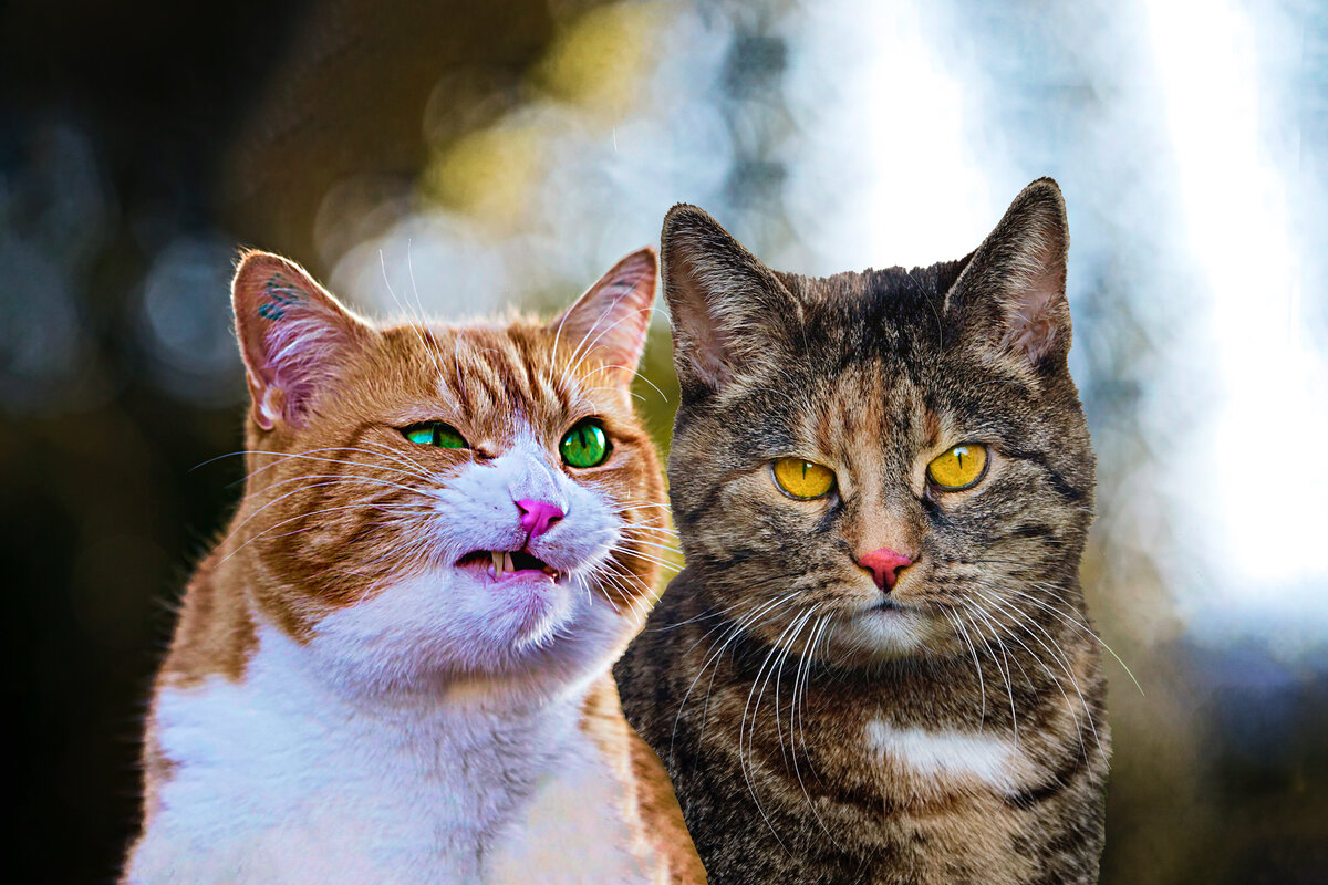 Фотоколлаж автора