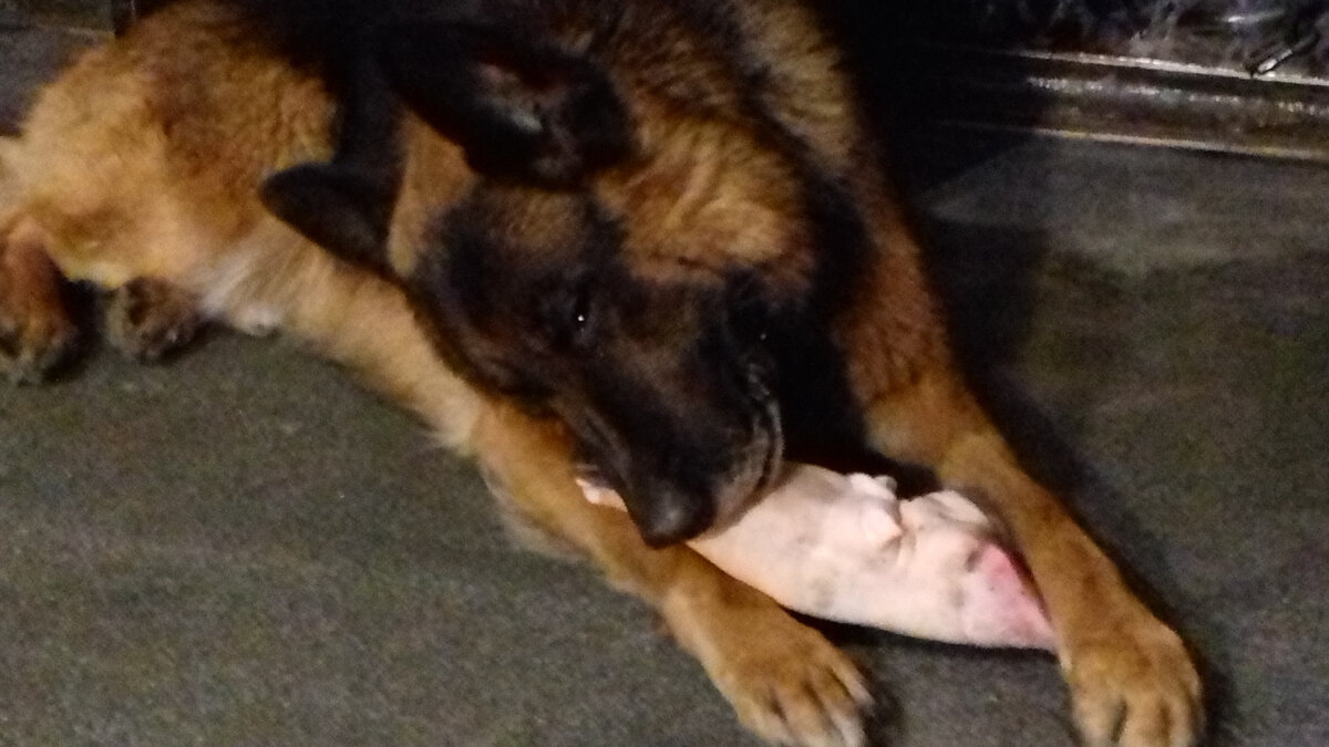 Дик у меня дома в новогоднюю ночь 2019 года. Фото автора. Снимала на телефон, лучше качеством нет, к сожалению. 