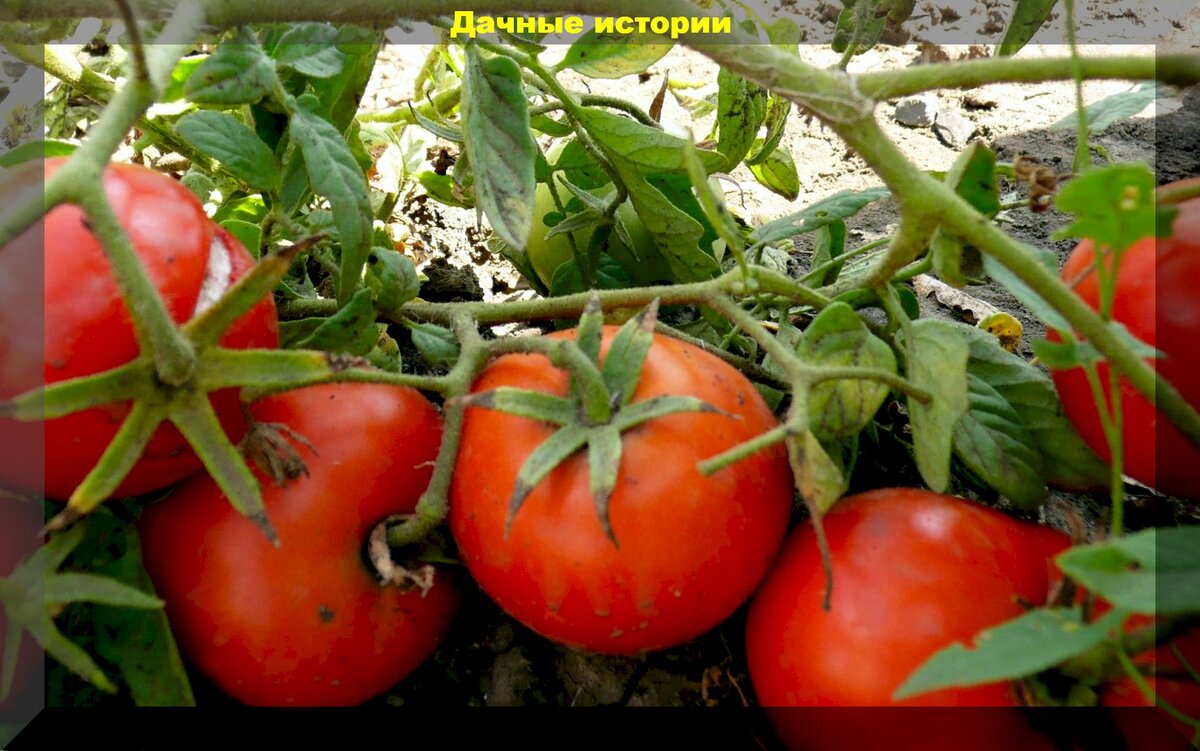https://vk.com/photo-159774511_457247048