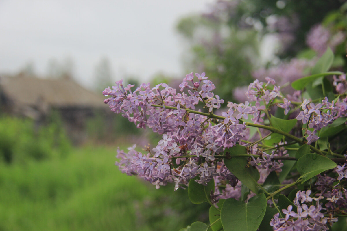Сирень в деревне