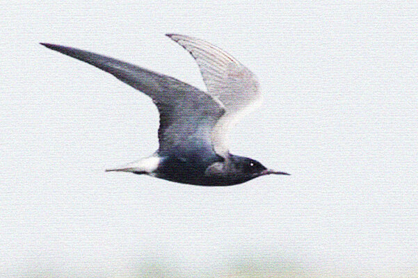 Рисунок был "чототипатово"!