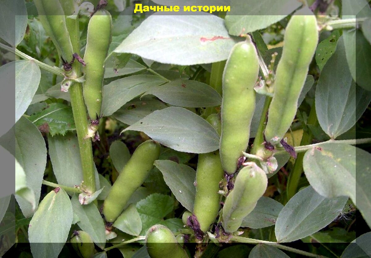 https://vk.com/photo-159774511_457247027