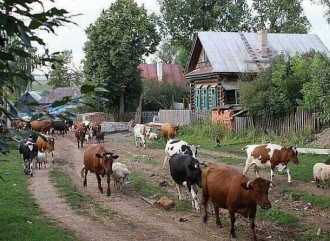 корова во дворе на столе