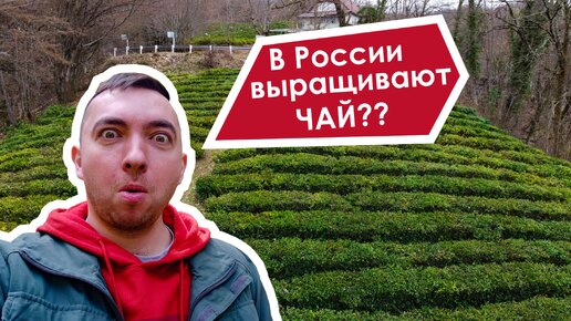 Оказывается, в России выращивают чай! Вы знали? Я нет