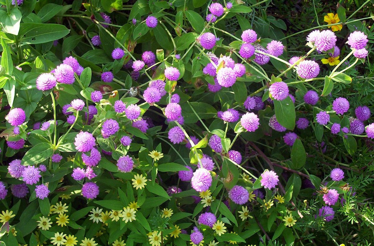 Gomphrena haageana