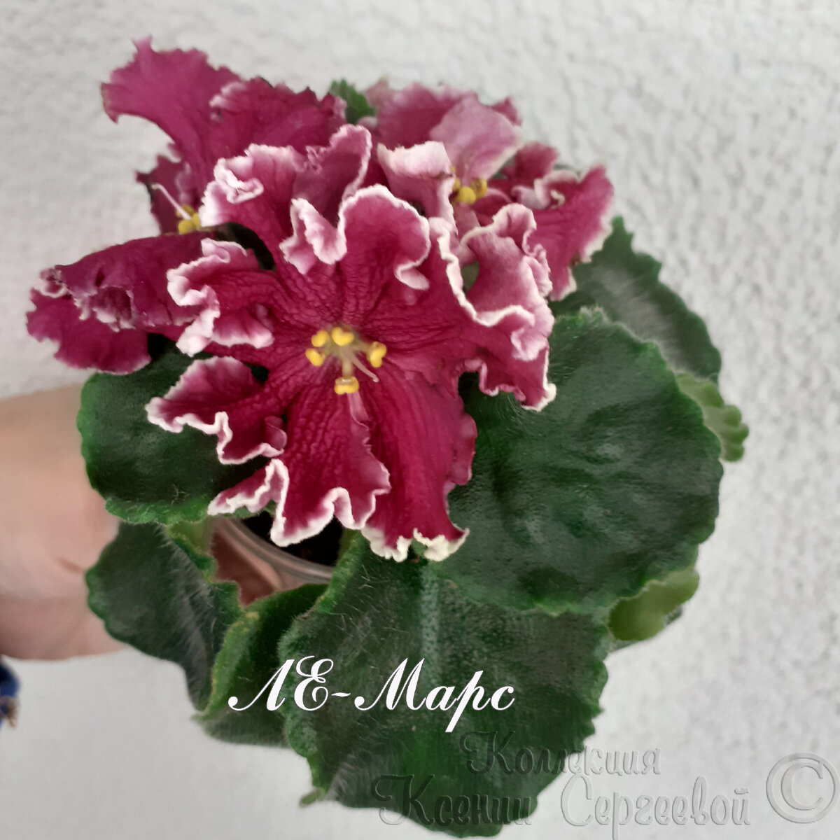 ЛЕ-Марс во втором цветении исправился, цветочки стали сортовые.