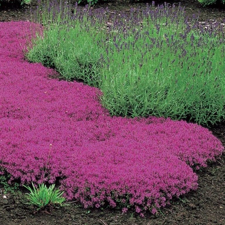 Тимьян ранний (Thymus praecox), сорт Ред Карпет (Red Carpet). Фото с Яндекс картинки.