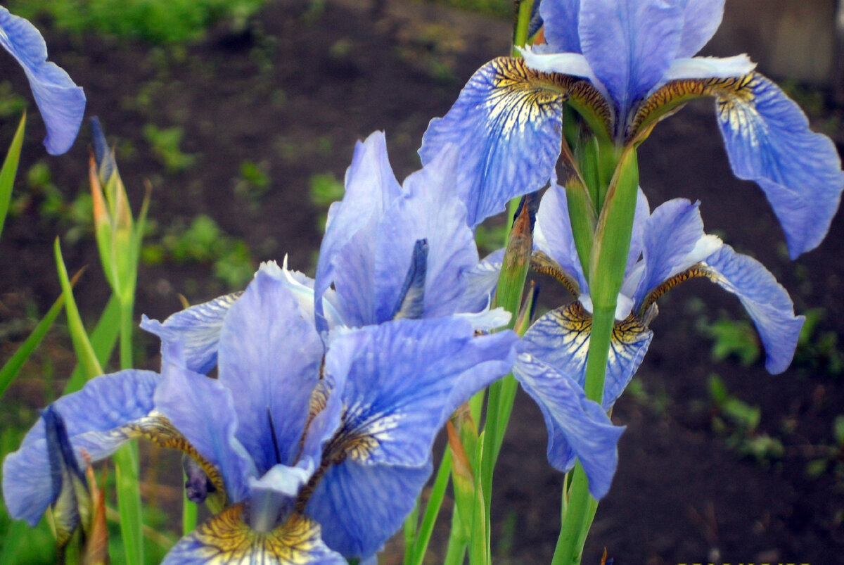 Фото автора.