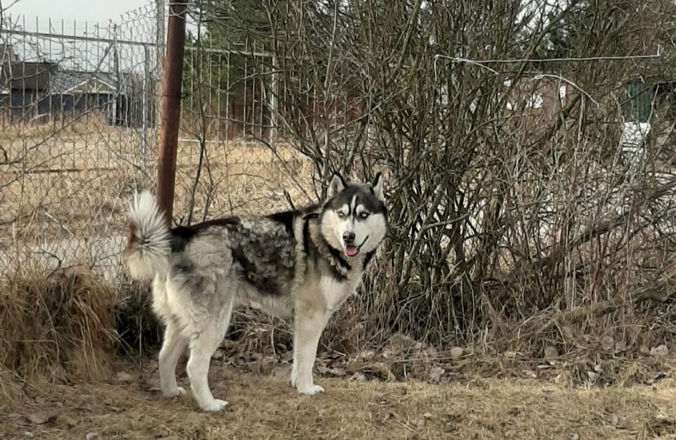 Знакомьтесь, это Форест