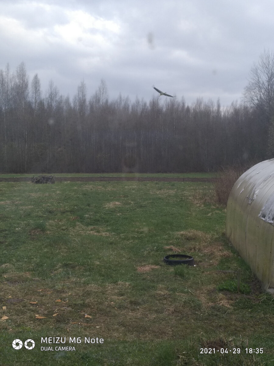 Аист словно самолет отправляется в полет....