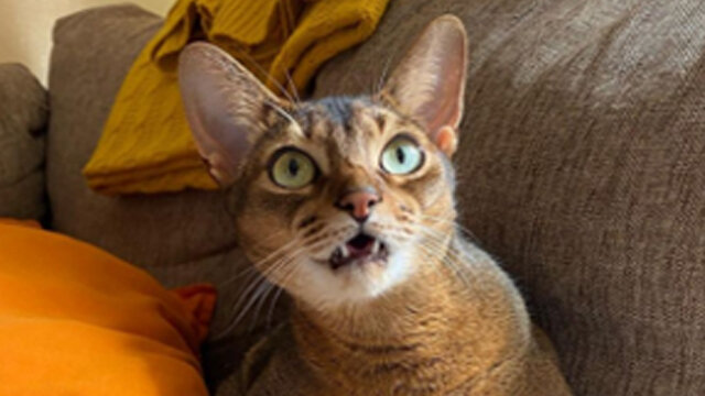 Абиссинская кошка