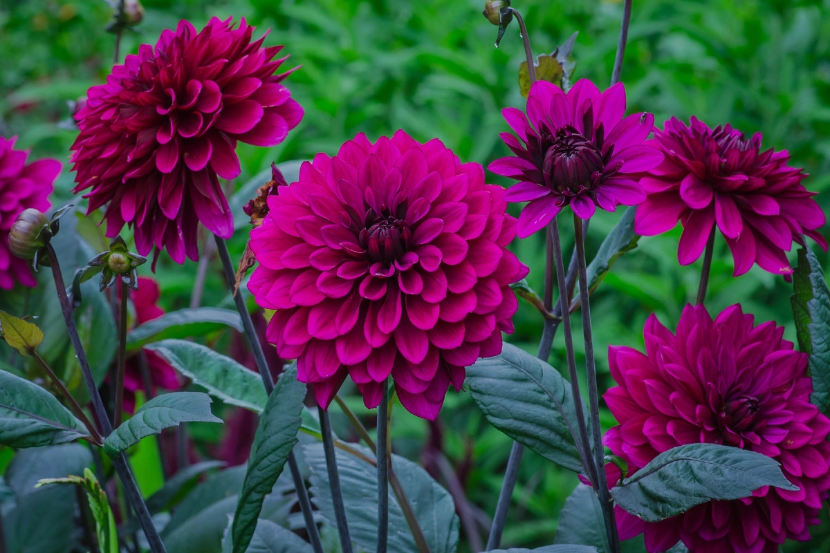 https://s1.1zoom.ru/big3/654/Dahlias_Closeup_Wine_color_553856_3000x2000.jpg