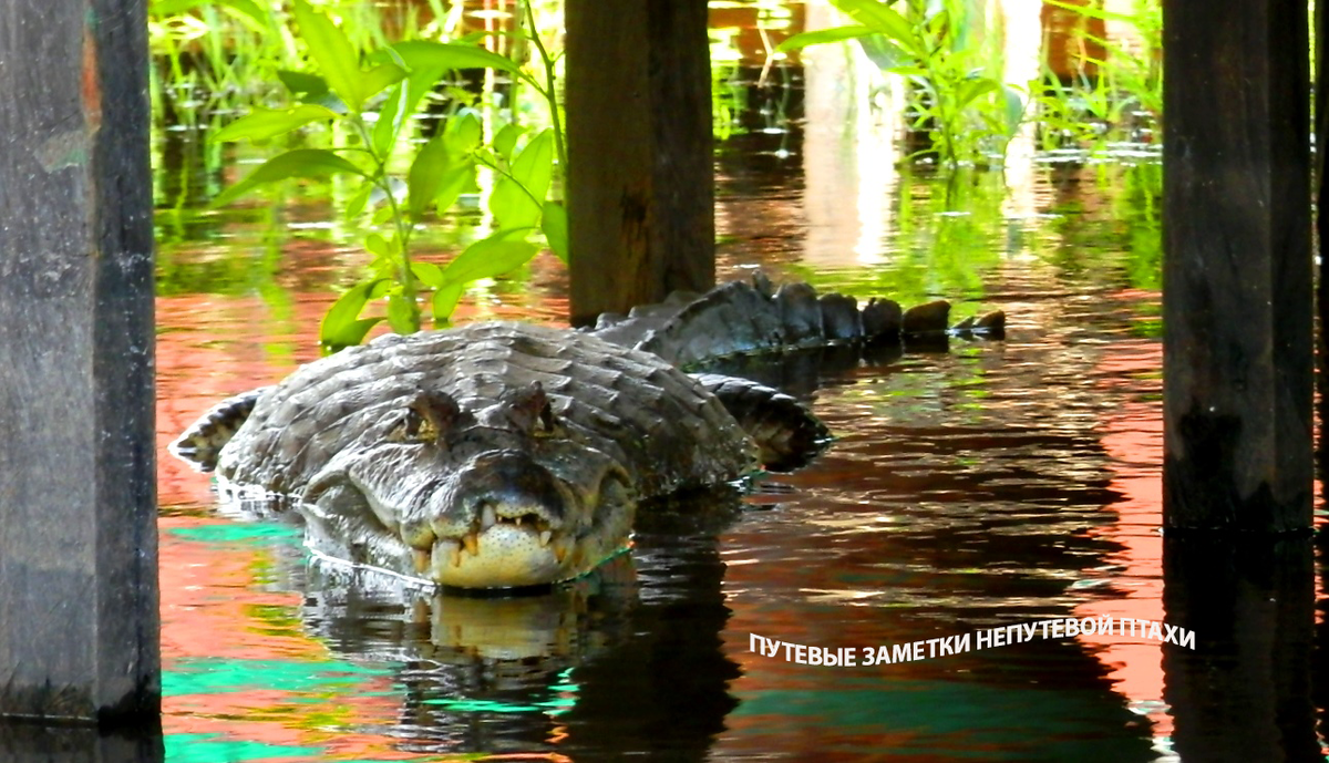 В Боливии свои "домашние" животные. Фото автора.