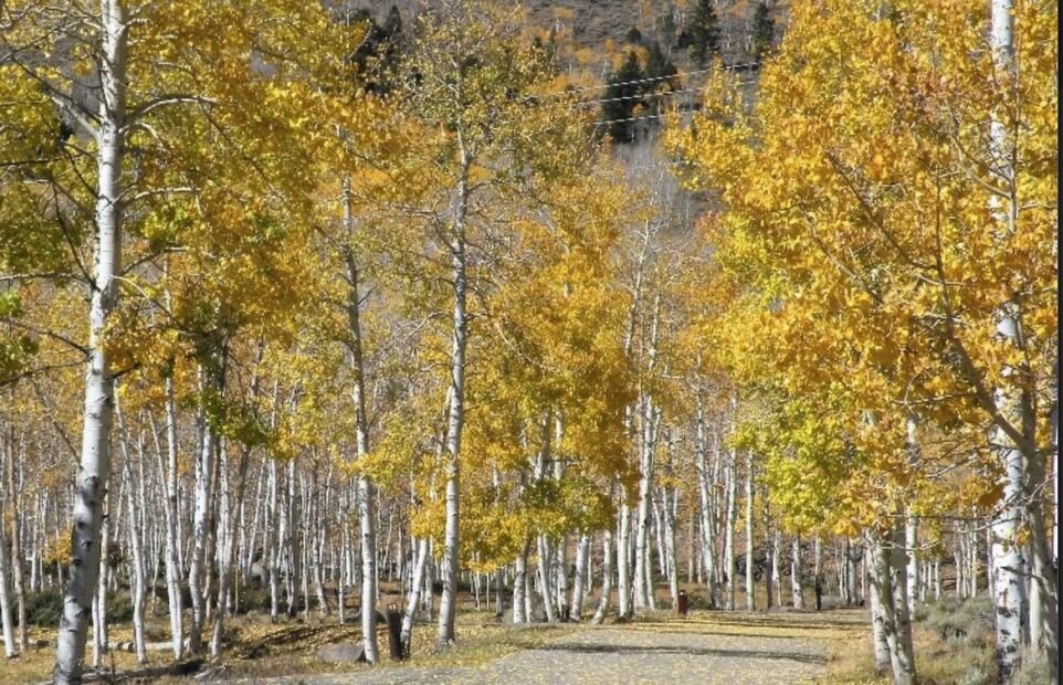 Осиновый лес