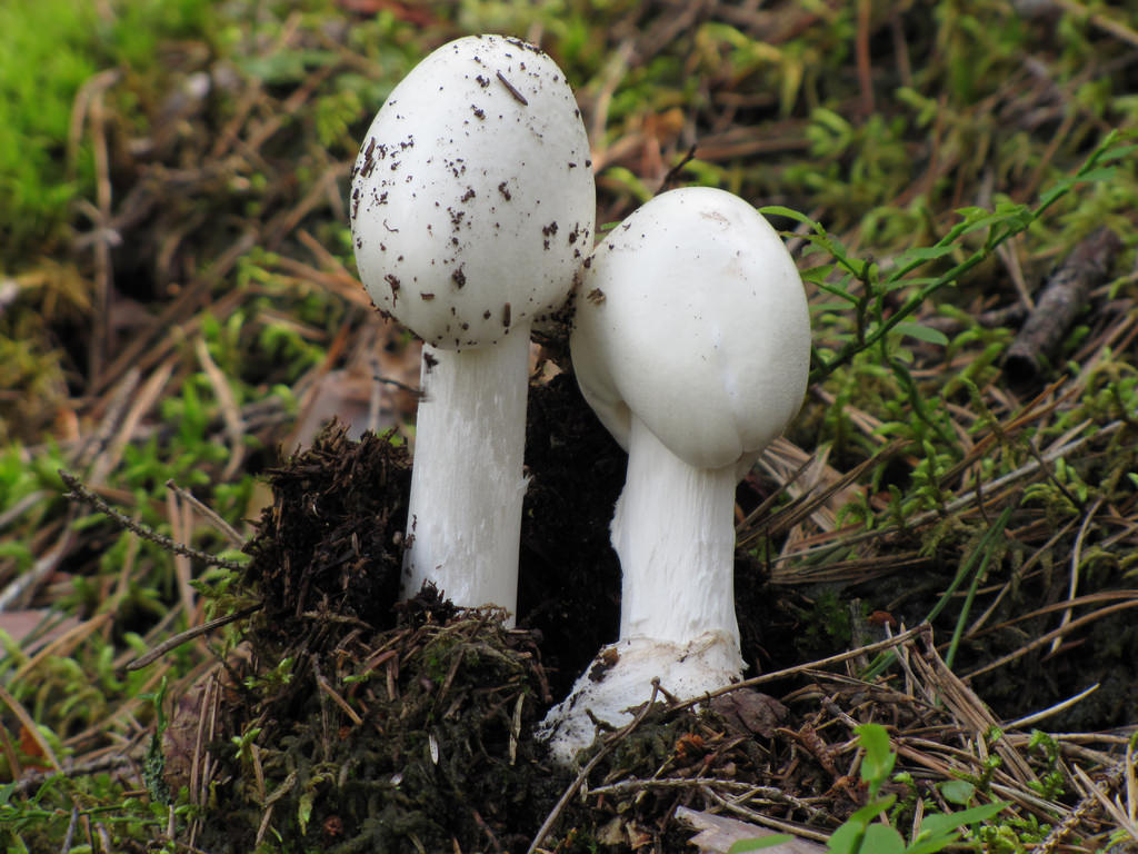 Гриб пук. Белая поганка мухомор вонючий. Мухомор вонючий - Amanita virosa. Мухомор вонючий (белый, белая поганка). Amanita virosa гриб.