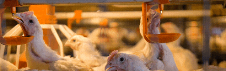 Ниппельные поилки на 180°