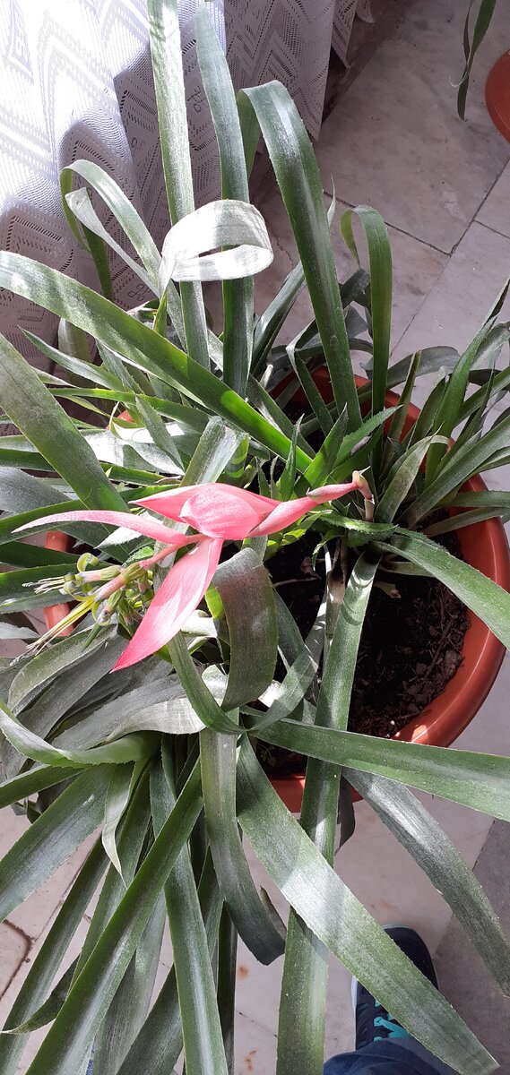 Растение в фойе