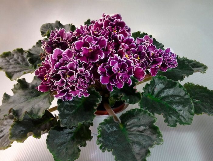 Фиалка ЛЕ-Фанданго характеристика выращивание и уход отзывы