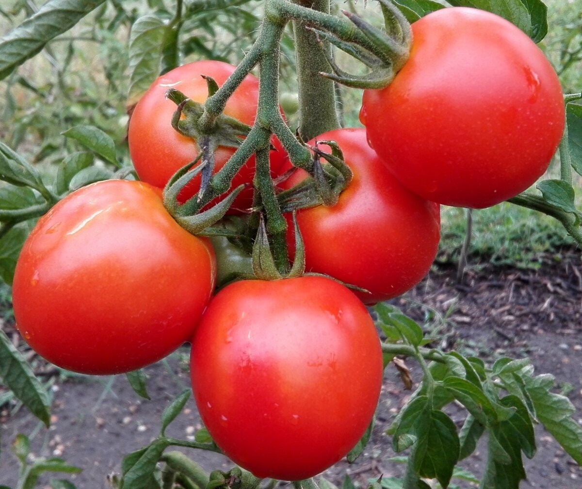 вот они красавцы сорт "Яблочный"