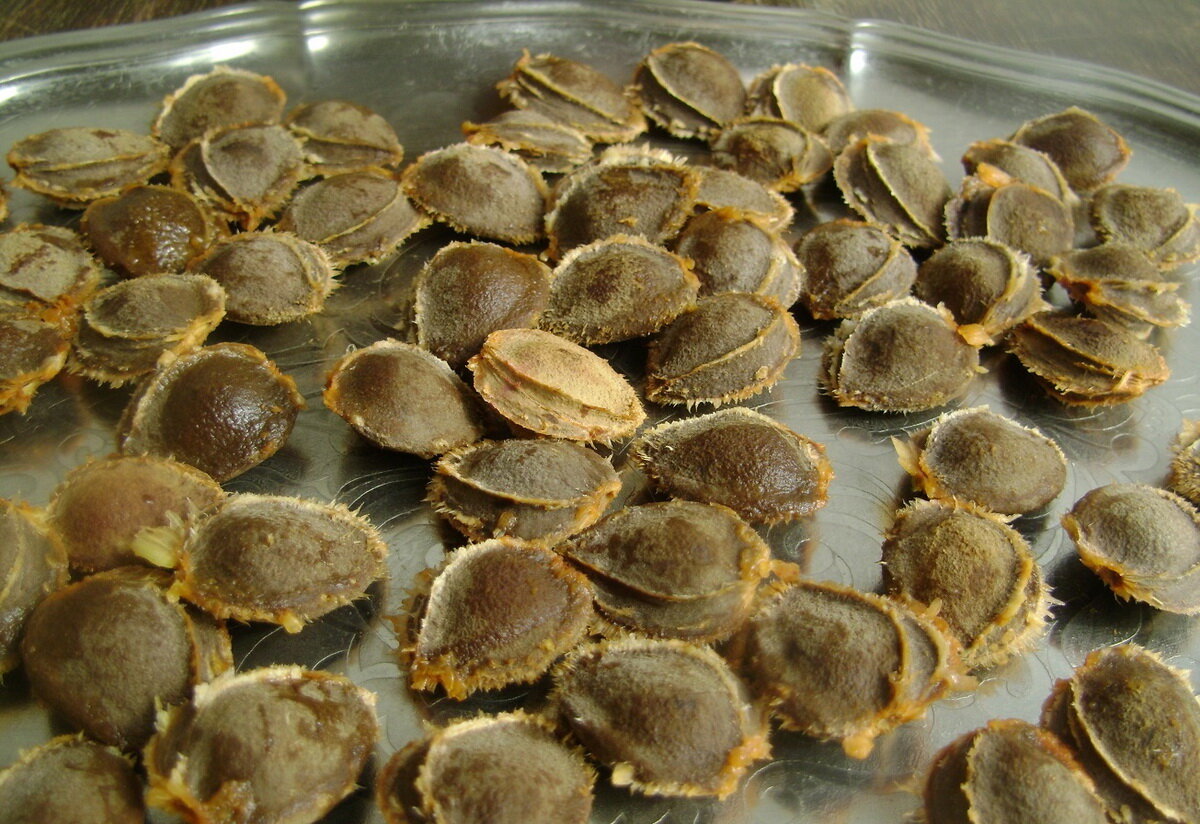 Отберите косточки хорошего качества (источник фото: https://clck.ru/UeEhh)