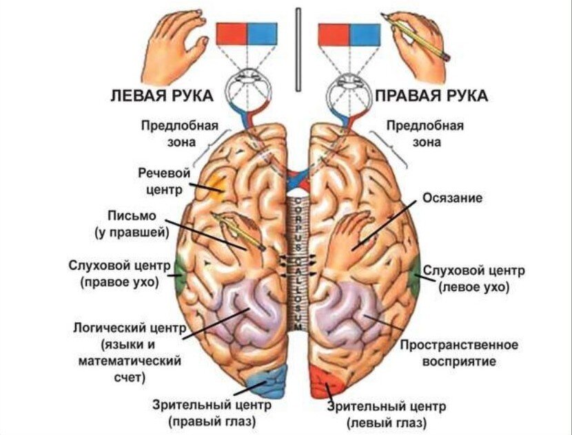 Левое полушарие картинка