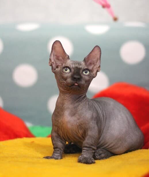 Кеш-Ир Терри