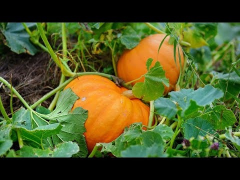 источник: яндекс картинки