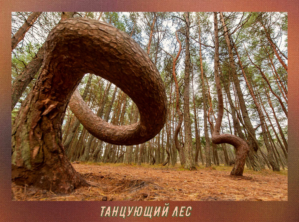Пляшущий лес. Куршская коса Танцующий лес деревья. Куршская коса аномальная зона Танцующий лес. Куршская коса аномальные деревья.