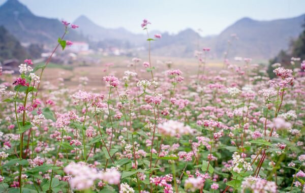 Так выглядит гречиха в поле. Фото с сайта: https://legkovmeste.ru/