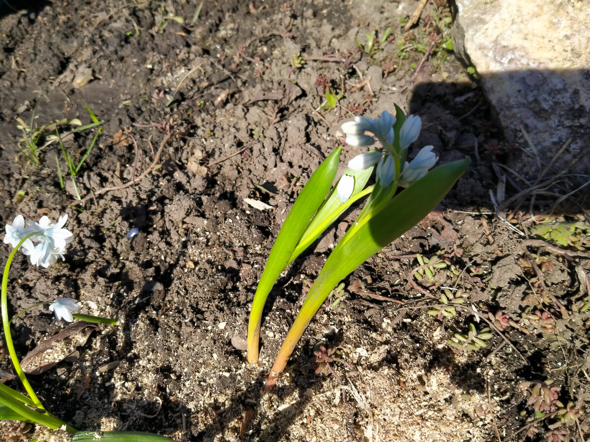 Пушкиния. Фото автора