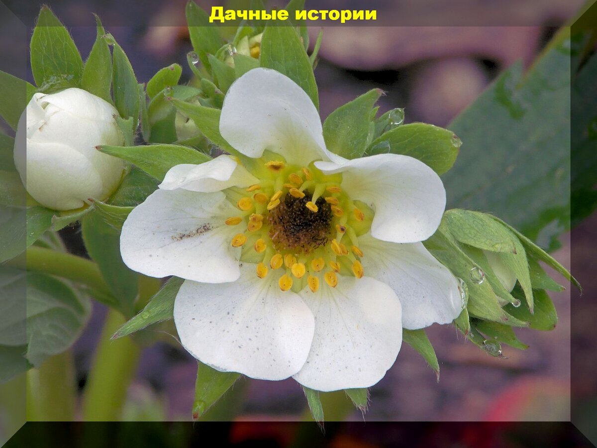 https://vk.com/photo-159774511_457247289. Цветок поврежденный вредителем