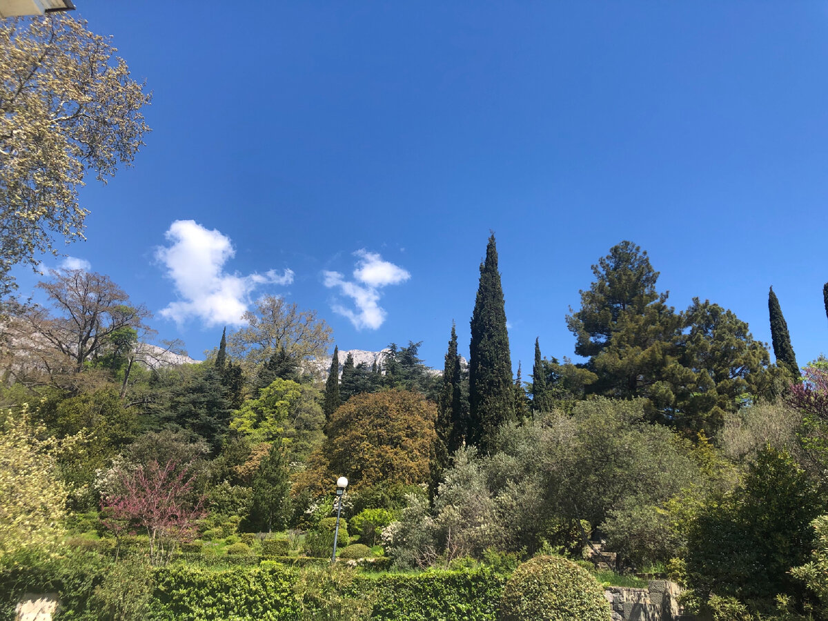 Кипарисы в парке Воронцовского дворца, Крым