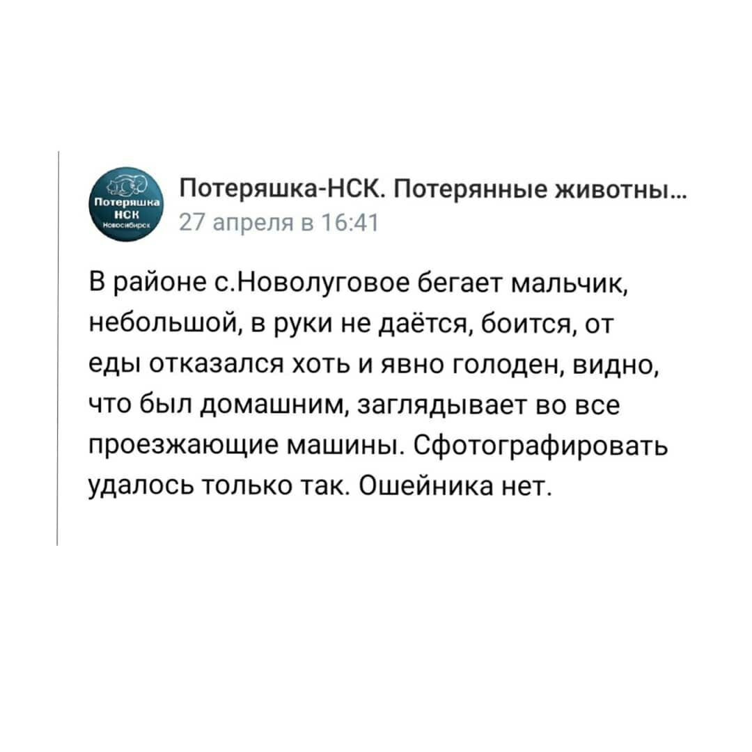 Рыжий маленький песик метался по трассе, высматривая в машинах хозяина. |  АНО 