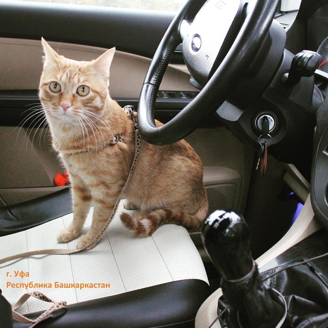 Кот Леопольд. Листайте карусель