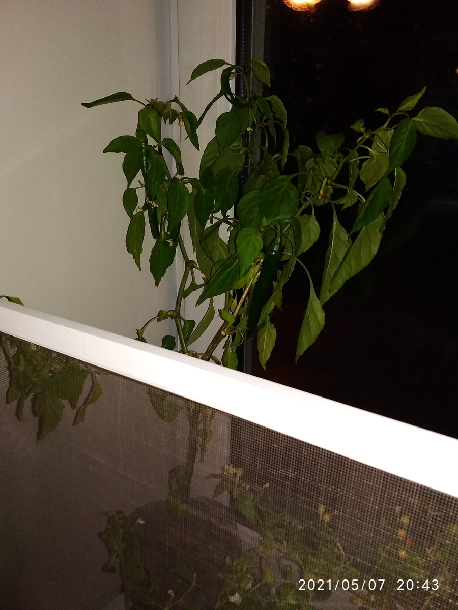 Перец чили растет на подоконнике на юго-восточной стороне в 5-литровой баклажке