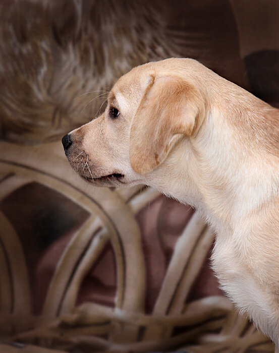 Валнериз Вотер Лили