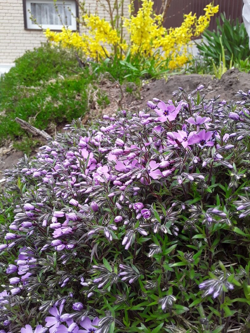 Флокс шиловидный, сорт Purple Beauty