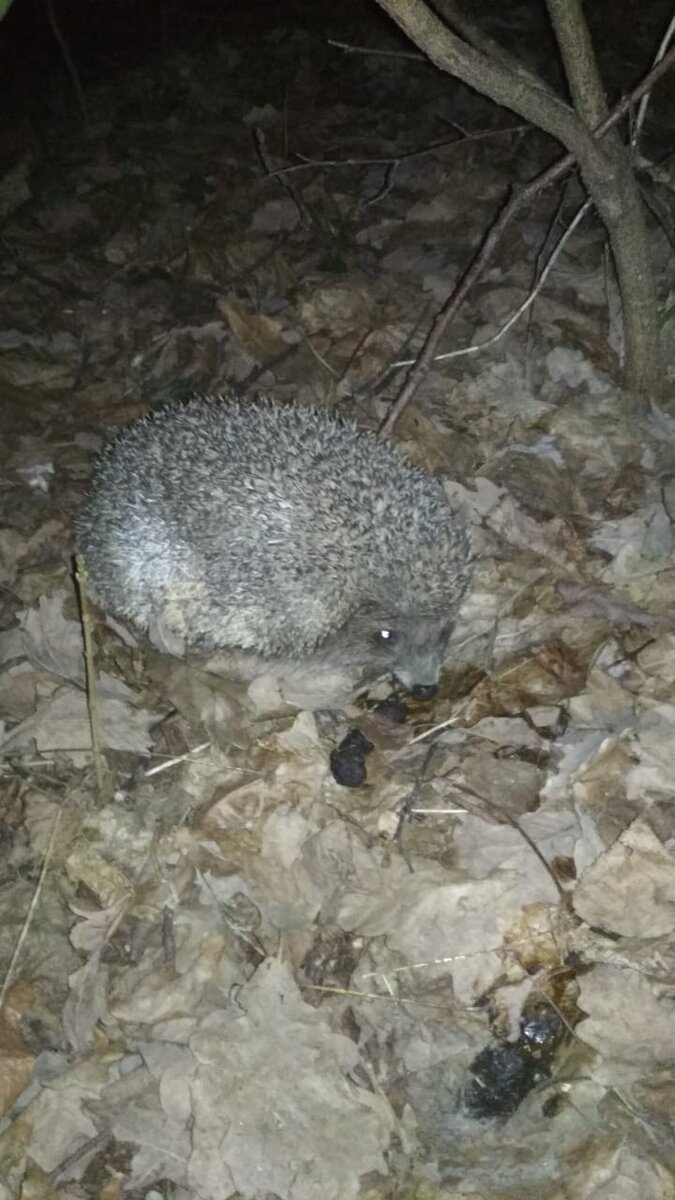 фото с моего телефона