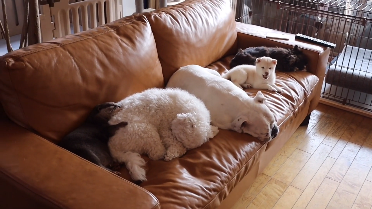 Дружная семейка