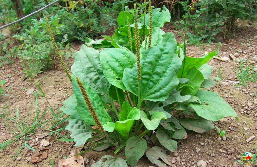 ПОДОРОЖНИК