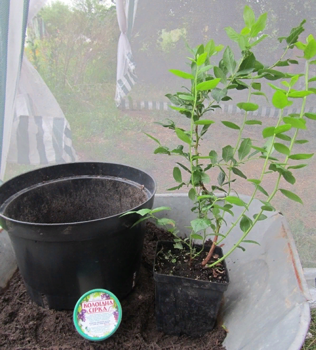 Контейнеры позволяют контролировать состояние почвы и ее состав. Фото https://golubika.net