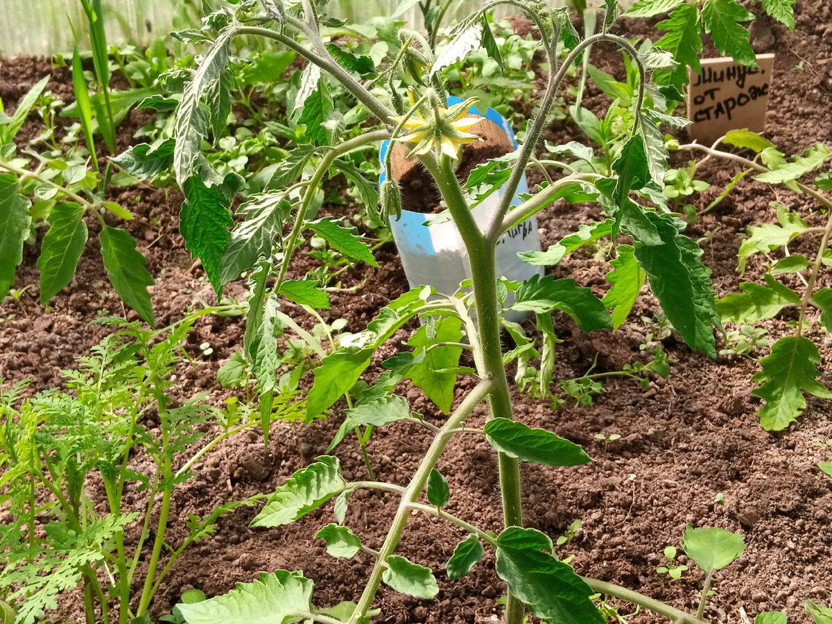 Первая подкормка томатов после