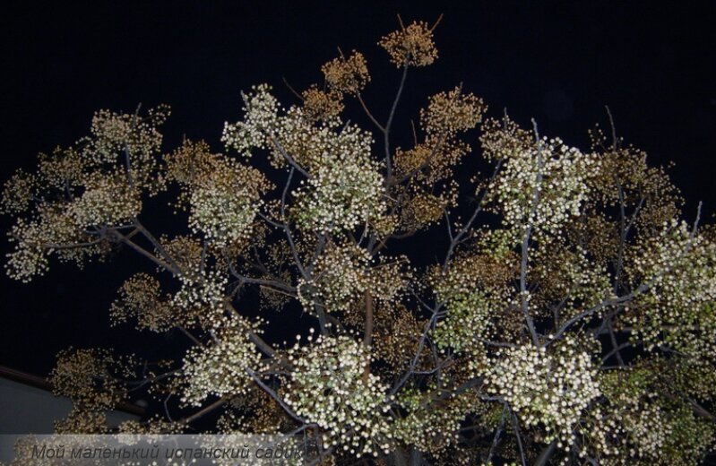 Мелия азе́дарах, или Клоко́чина 