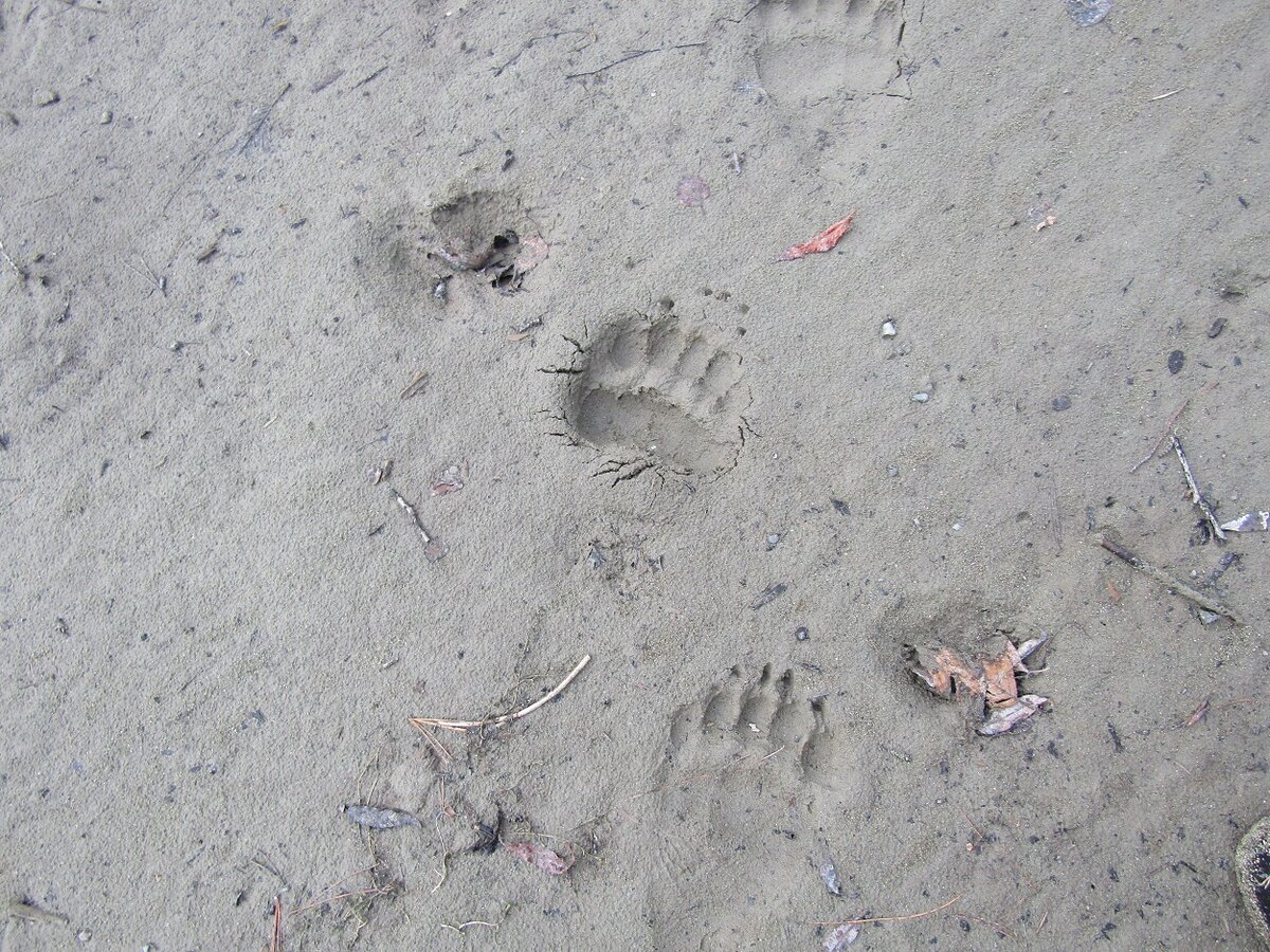 Первые следы медведей были замечены госинспектором Р. Яковлевым 10 марта – молодой медведь прошел по побережью Телецкого озера.