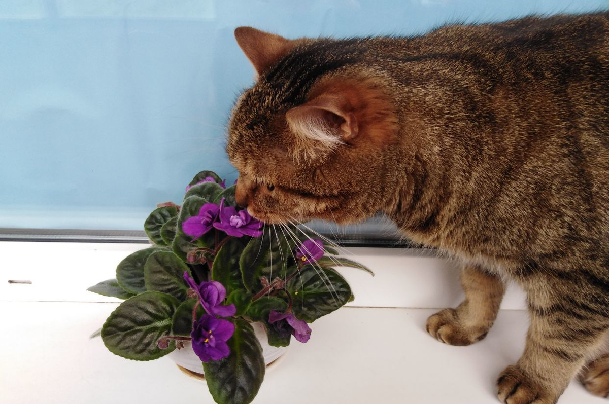 Нежно любим фиалки не только мы