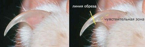 Как правильно обрезать коготь.