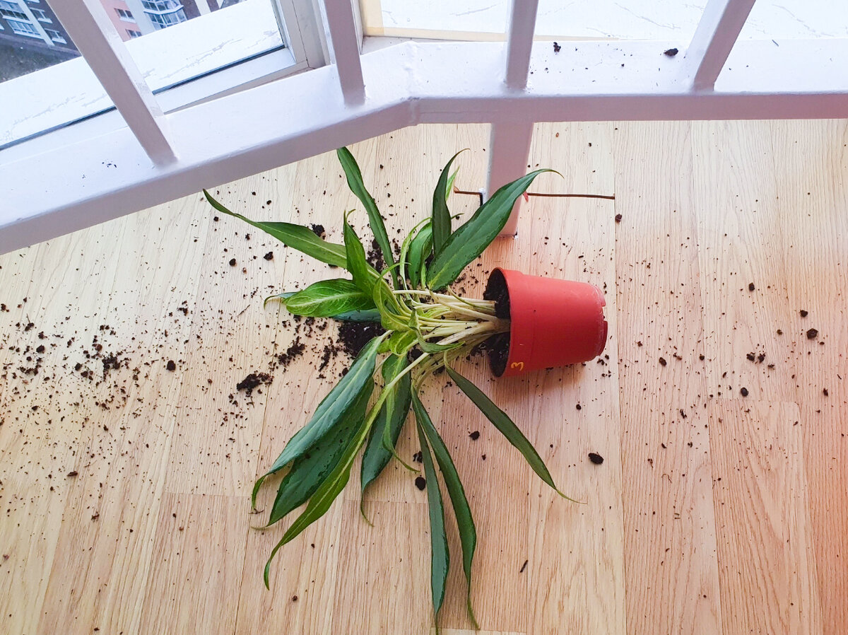 Ну а это фото показывает, как иногда съёмка для канала негативно сказывается на растениях – уронил весь горшок «на фотосессии»