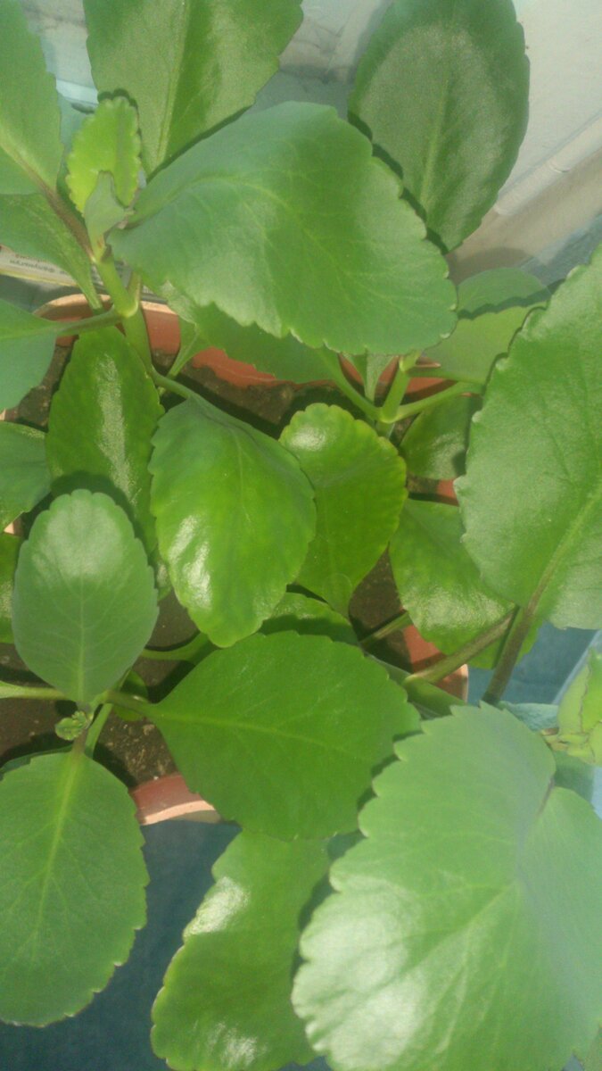 Каланхоэ Пиннатум 